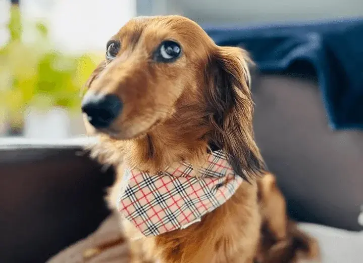 Le BanDogna®