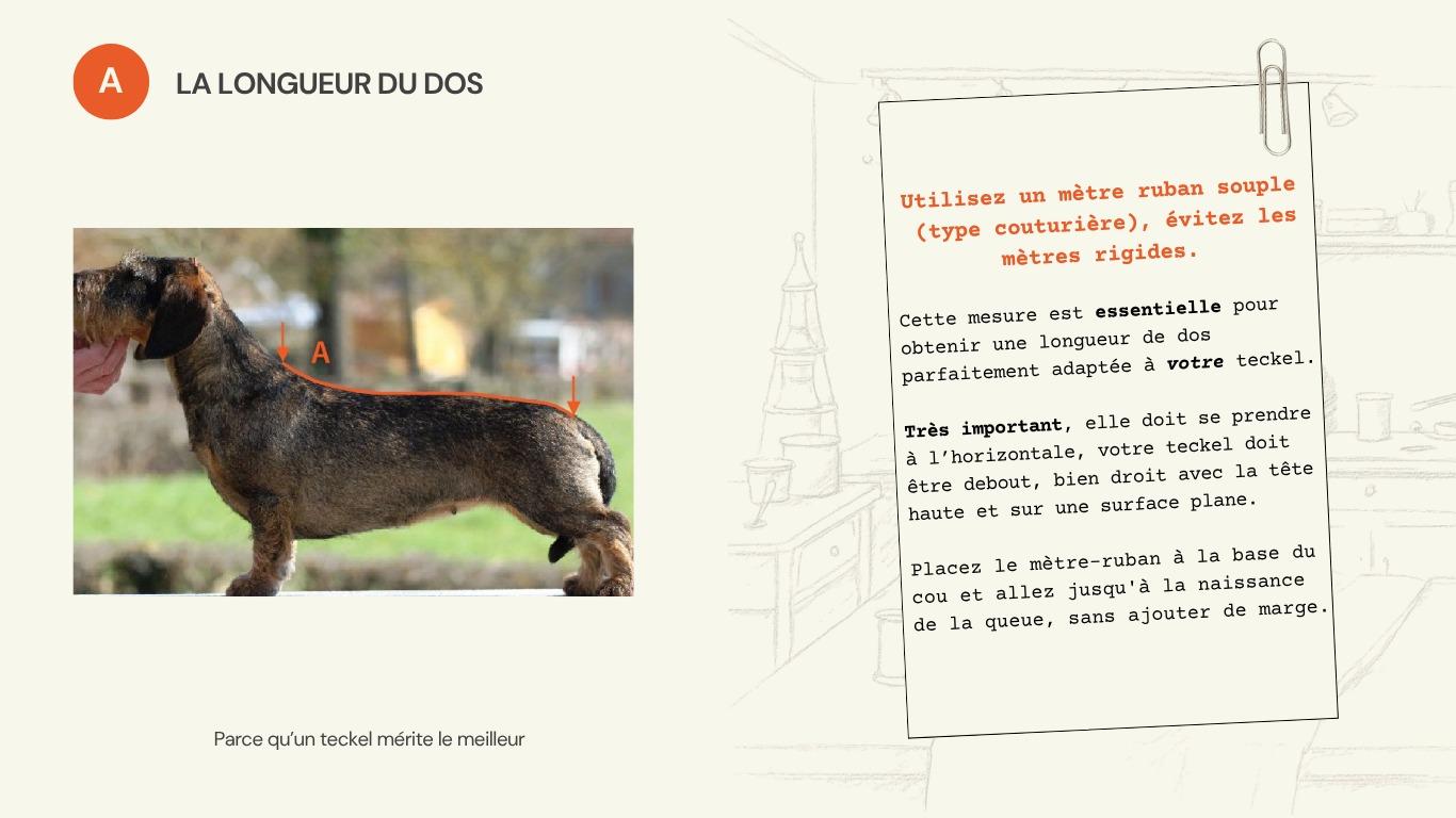 Schéma de la mesure A : longueur du dos, de la base du cou à la naissance de la queue.