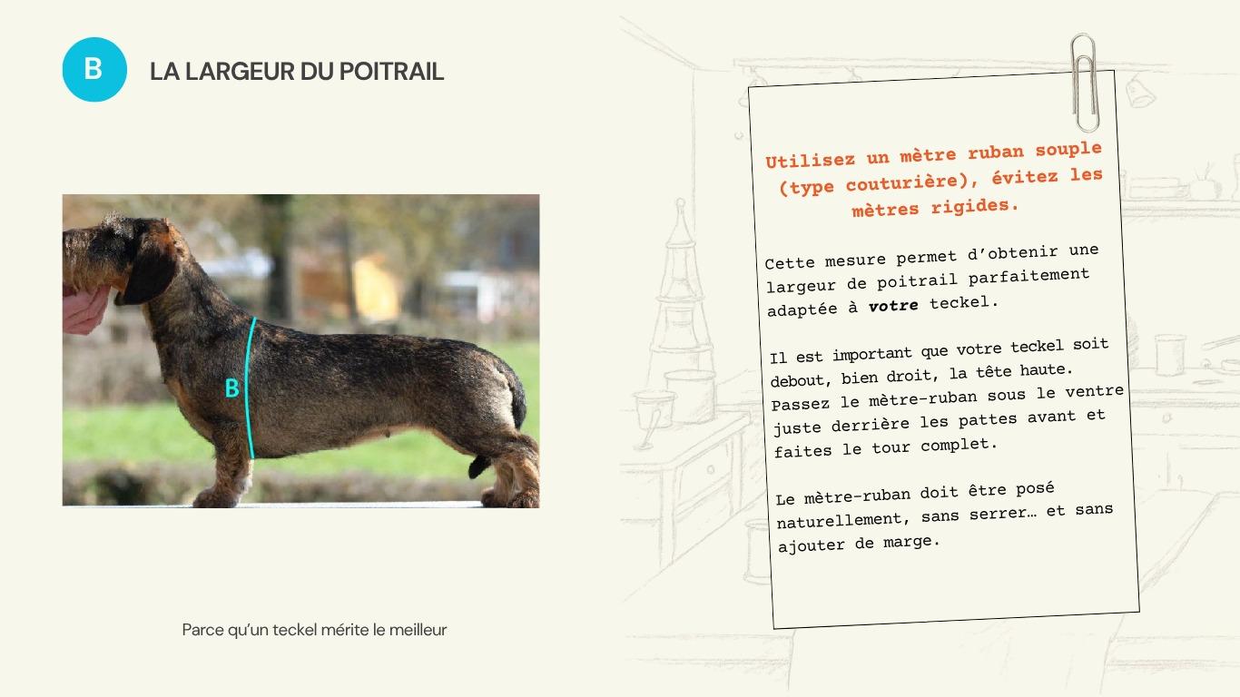 Schéma de la mesure B : tour de poitrail, juste derrière les pattes avant.