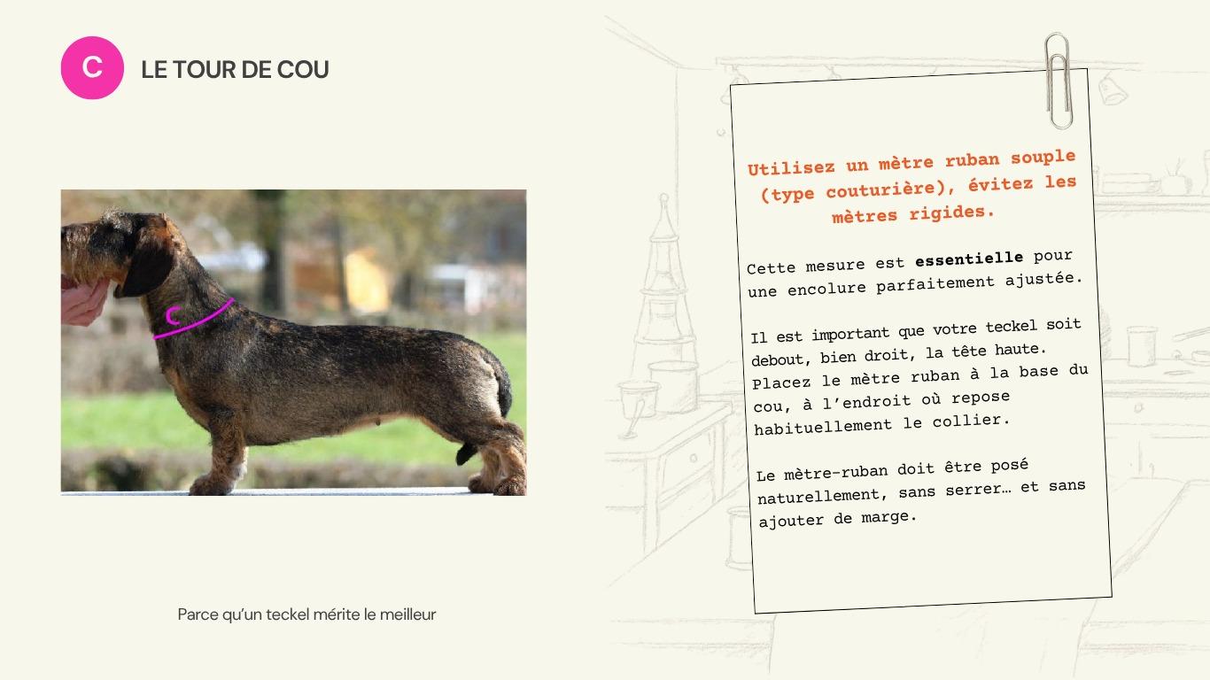 Schéma de la mesure C : tour de cou, à la base du cou.