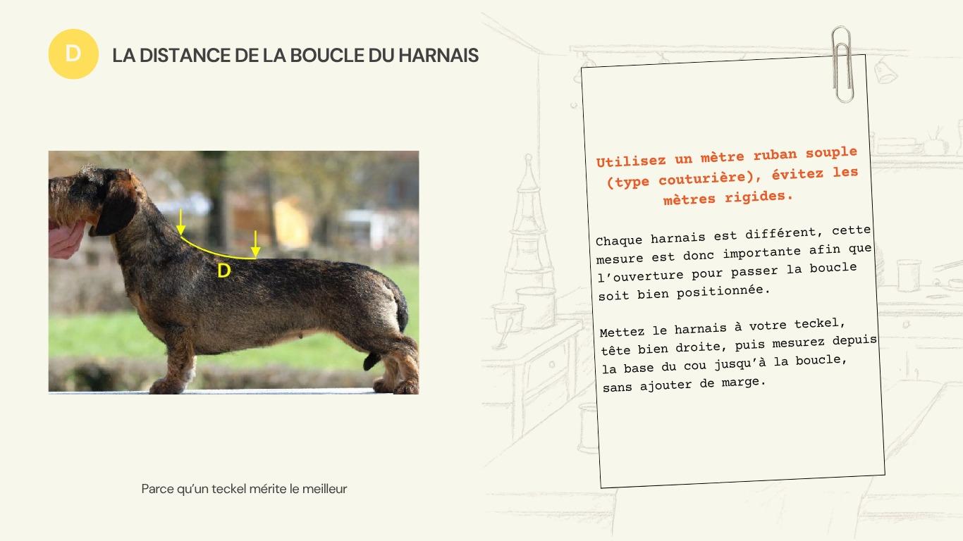 Schéma de la mesure D : distance entre la base du cou et la boucle du harnais.